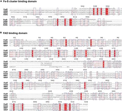 Identification of a Novel Chromate and Selenite Reductase FesR in Alishewanella sp. WH16-1